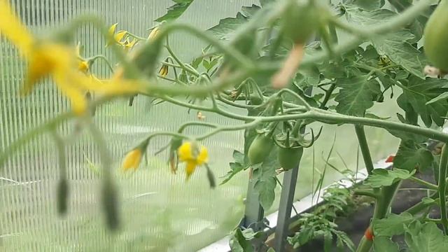 Дача 6 соток - Сказка из ничего-за 2 года. смотреть онлайн