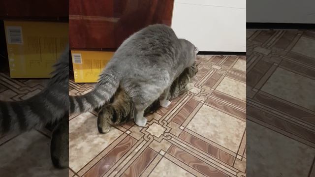 Вязка кошек шотландской породы смотреть онлайн