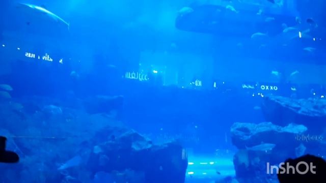 ОАЭ - 22 Трансфер из отеля (шаттл) в Дубай Молл. Аквариум. Фонтаны #шопингвдубае #galinapodleskikh смотреть онлайн