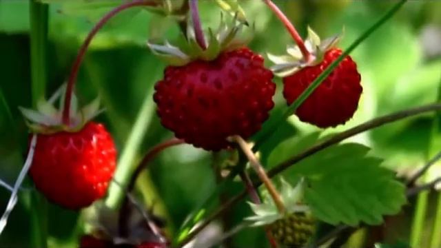 звонят колокола смотреть онлайн