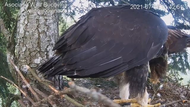 Bucovina ~ Mom Brings In A Common Buzzard! Zenit Self Feeds & Swallows A Whole Leg & Foot! 7.16.21 смотреть онлайн