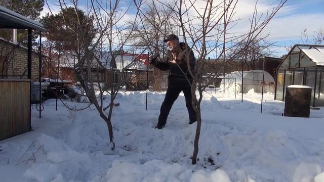 Особенности выращивания косточковых культур. смотреть онлайн