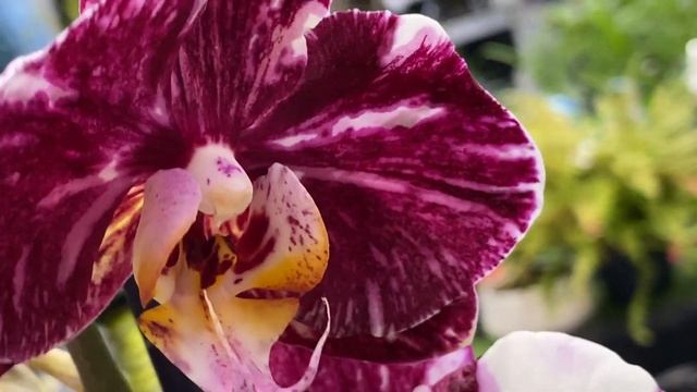 Свежие редкие орхидеи в Бауцентре ! Шоколад, Ченгду, Голден Леопард, Ягуар ... смотреть онлайн