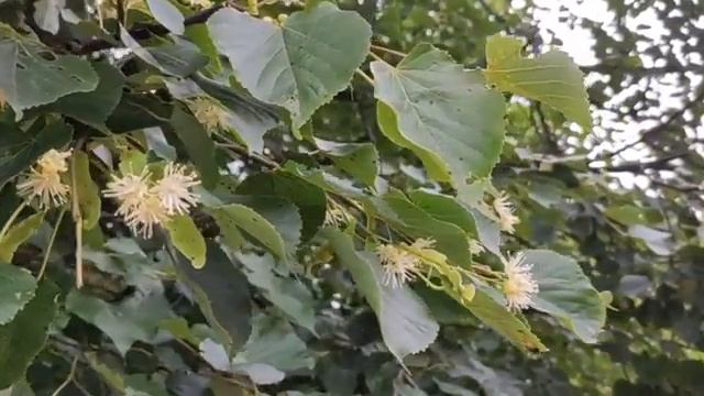 Цветущее и душистое дерево-великан - липа смотреть онлайн