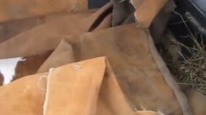 Перевозка теленка