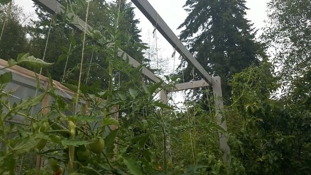 Черноплодный томат Де-Барао коричневый / Супер сорт для засолки и консервирования смотреть онлайн