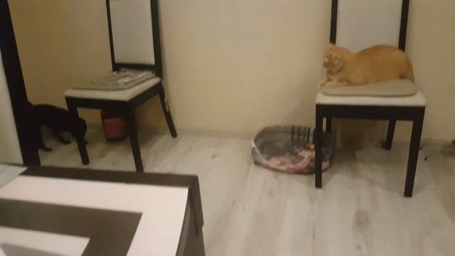 Лошадка Ханя - Кот на стуле или как можно веселиться