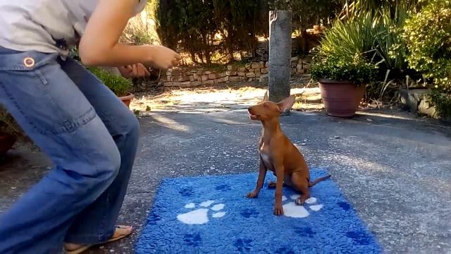 Dea cirneco dell'etna puppy смотреть онлайн