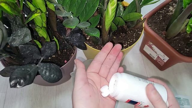 НАЛЕЙТЕ в замиокулькас ЭТО и листья ПОЛЕЗУТ СО ВСЕХ ЩЕЛЕЙ! смотреть онлайн