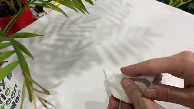 Как вырастить манго из косточки в домашних условиях смотреть онлайн