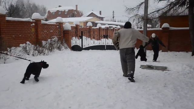 Ризеншнауцер Зайка отжигает :)