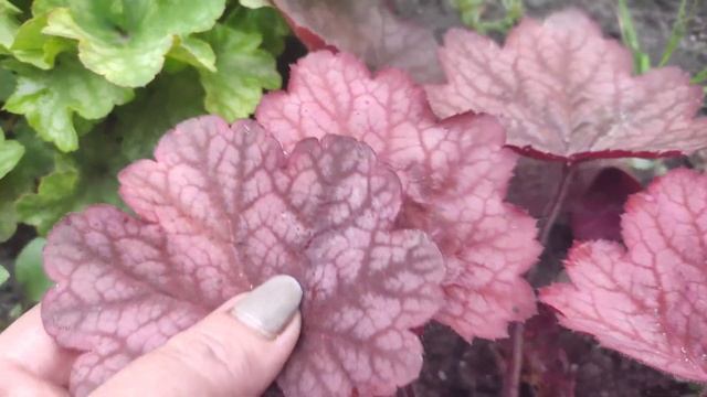 Сравним сорта гейхер Berry Smoothie и Georgia Peach смотреть онлайн