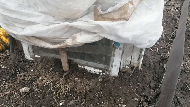 Зимовка Фейхоа на улице смотреть онлайн