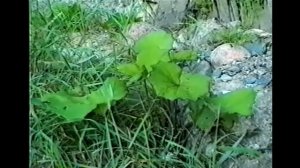 МАТЬ-И-МАЧЕХА средство от КАШЛЯ и ПРОСТУДЫ: лечебные свойства. Рецепты, как заваривать (трава детям