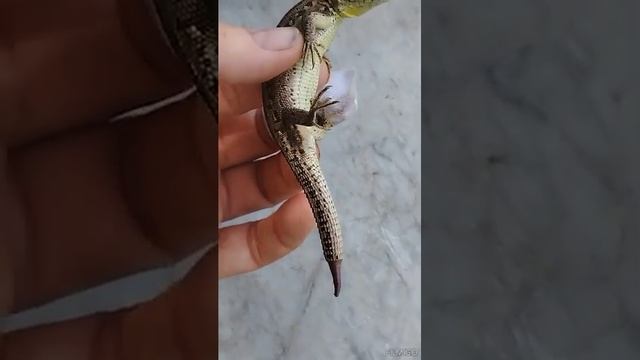 Спасаем беременную ящерицу. Новый хвост смотреть онлайн