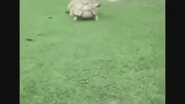 Очень смешное видео для поднятия настроения))) смотреть онлайн