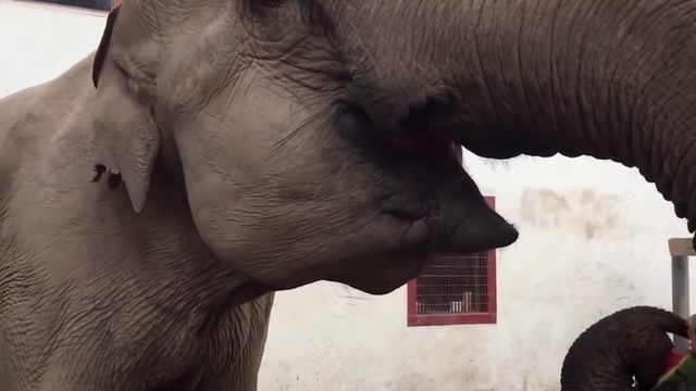 Animals Doing ASMR смотреть онлайн