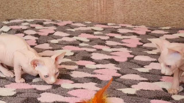Котята Канадский сфинкс смотреть онлайн
