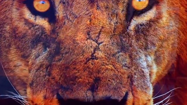 Телевизор LG OLED55C14LB смотреть онлайн