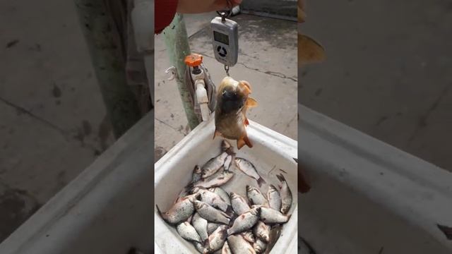 Улов После Рыбалки | Рыбалка Fishing PRO Темур | Тик Ток #Shorts смотреть онлайн