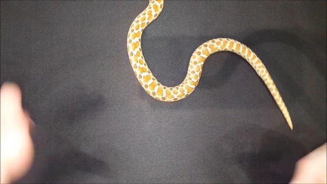 Serpente velenoso legale? Il Nasicus! смотреть онлайн