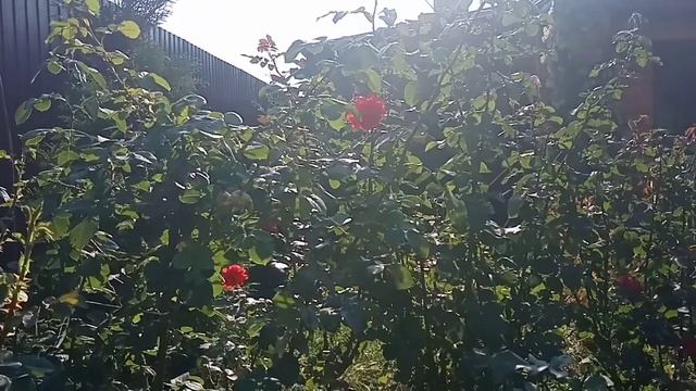 Осеннее черенкование роз. Ответы на вопросы. смотреть онлайн