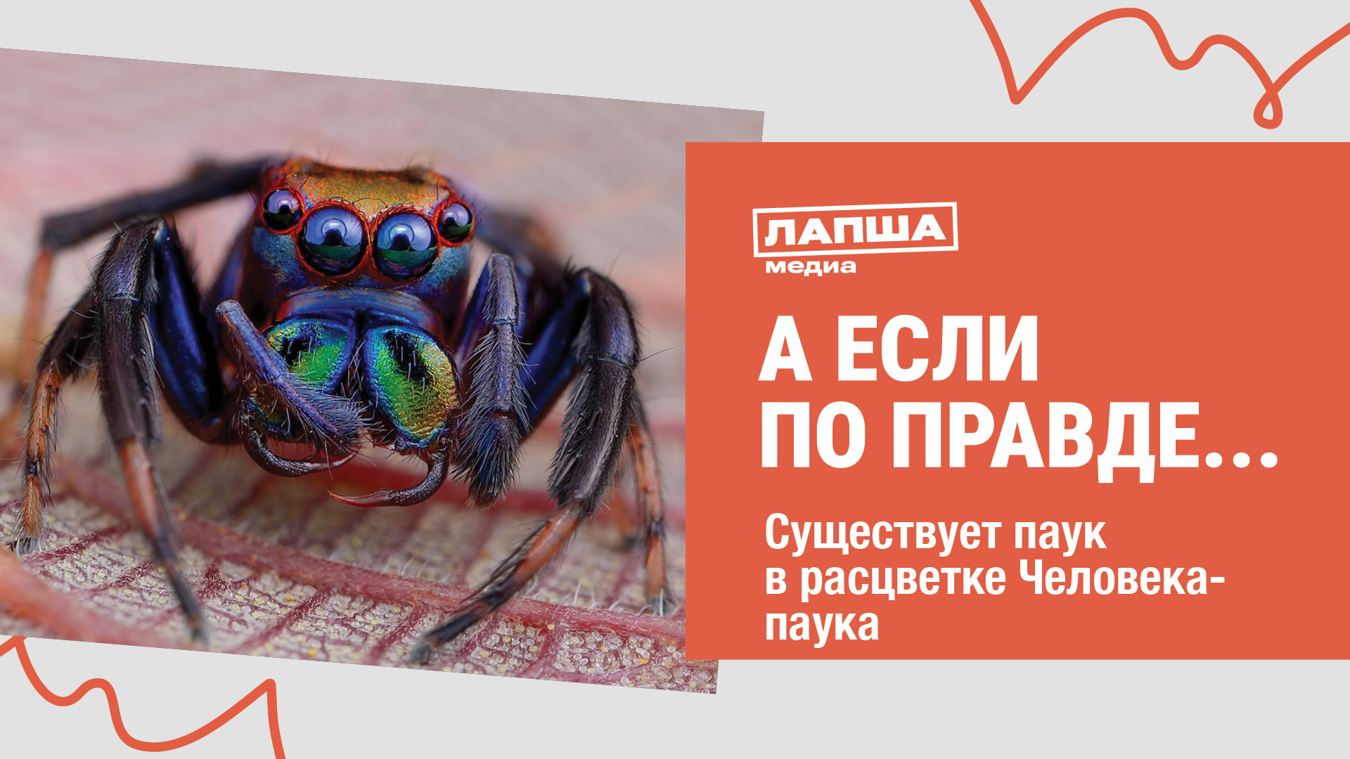 СУЩЕСТВУЕТ ПАУК В РАСЦВЕТКЕ ЧЕЛОВЕКА-ПАУКА I РАЗБОР ВИДЕО смотреть онлайн