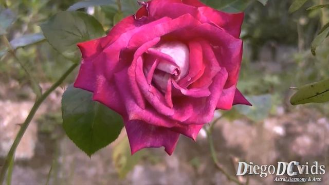 Rose pink flower species - Flor Rosa (Rosaceae) смотреть онлайн