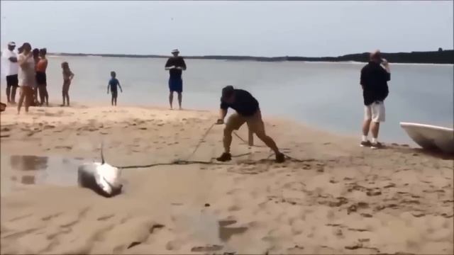39 Minutes of Unbelievable Animal Encounters Caught on Camera смотреть онлайн