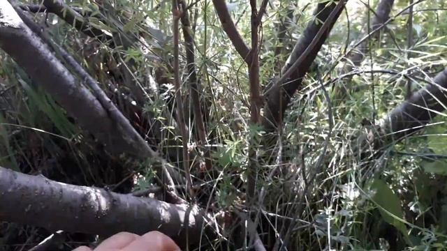 Рябинокизильник Позднякова смотреть онлайн