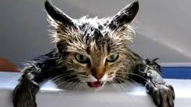 Почему кошки не любят воду смотреть онлайн