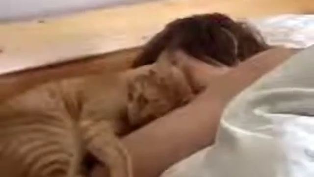 Cat нежный кот Юмор! Прикол! Смех