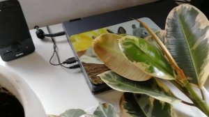 фикусы-ошибка выращивания,перелив