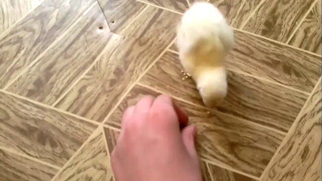 Цыпленок по имени ПИ))))обученый смотреть онлайн