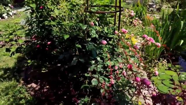 Самые надëжные сорта роз. Мой сад. Цветения роз. Прогулка по саду. Мой сад. Розарий смотреть онлайн