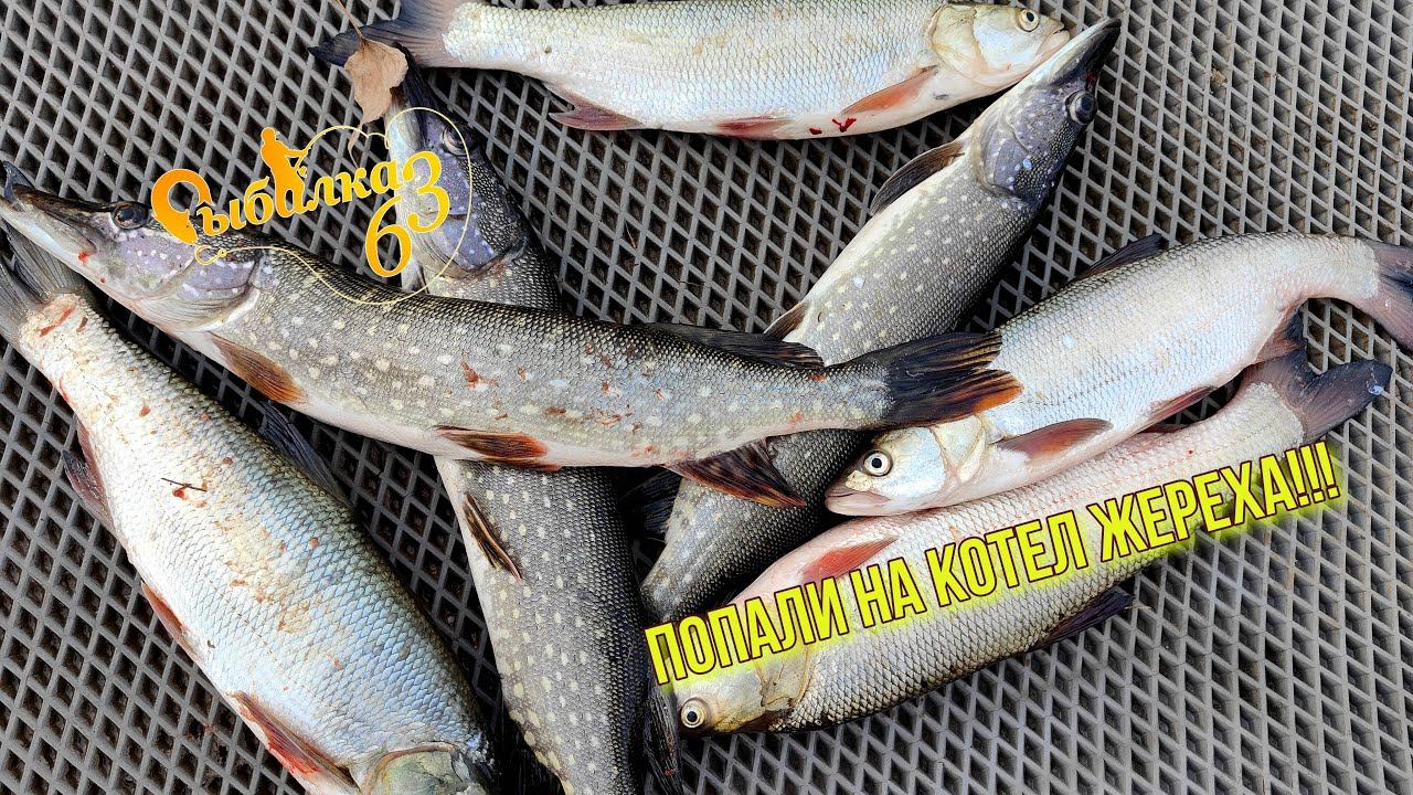 ПОПАЛИ НА КОТЕЛ ЖЕРЕХА!!! Осенняя рыбалка на спиннинг смотреть онлайн