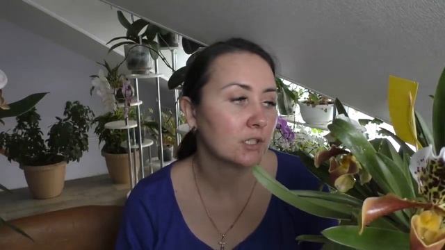 ВЕНЕРИНЫ БАШМАЧКИ зацвели !!! Просто бомбическое цветение смотреть онлайн