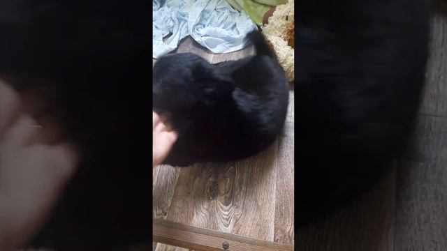 Щенок шиперке, девочка,помогите пристроить в добрые ручки!!! КМВ и Ставропольский край! смотреть онлайн