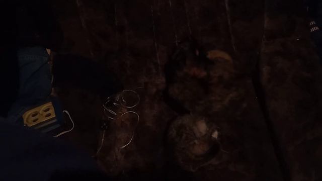 Мои кошки:Косма и Мау смотреть онлайн