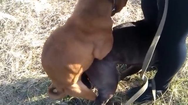 Случка шарпей смотреть онлайн
