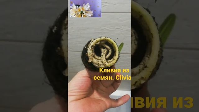Clivia. кливия из семян. пересадка сеянца. смотреть онлайн
