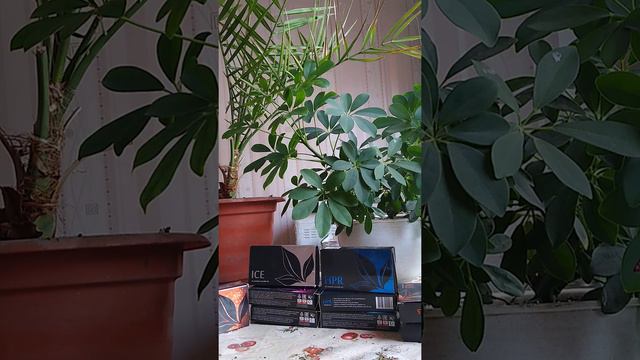 как есть и не толстеть💯 смотреть онлайн