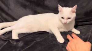 КАО МАНИ. Редкая и Дорогая Порода Кошек.