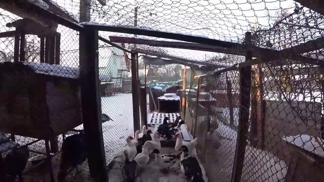 ИНКУБАЦИОННОЕ ЯЙЦО МУСКУСНОЙ УТКИ утята от наседок. принимаю заказы на сезон смотреть онлайн