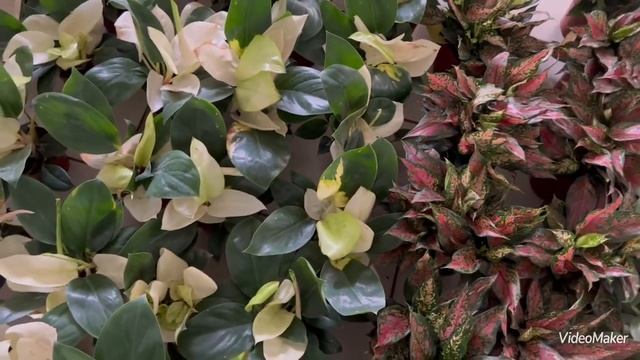 Мутанты Конго Вайт и Конго Пинк в новом Азиатском завозе! смотреть онлайн