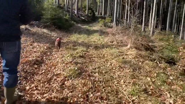 Плюсы и минусы породы Бостон Терьер | Всё о собке смотреть онлайн