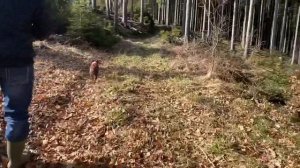 Плюсы и минусы породы Бостон Терьер | Всё о собке