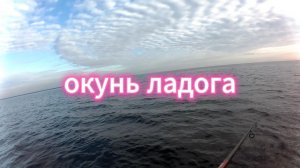окунь Ладога