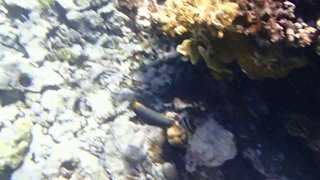 корис клоун глотает ракушку смотреть онлайн