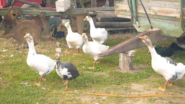 ЧТО СТАЛО С ЦЫПЛЕНКОМ В ДЕРЕВНЕ? смотреть онлайн